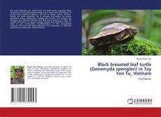 Black breasted leaf turtle (Geoemyda spengleri) in Tay Yen Tu, Vietnam的封面
