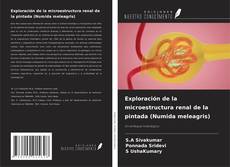 Couverture de Exploración de la microestructura renal de la pintada (Numida meleagris)