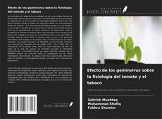 Borítókép a  Efecto de los geminvirus sobre la fisiología del tomate y el tabaco - hoz