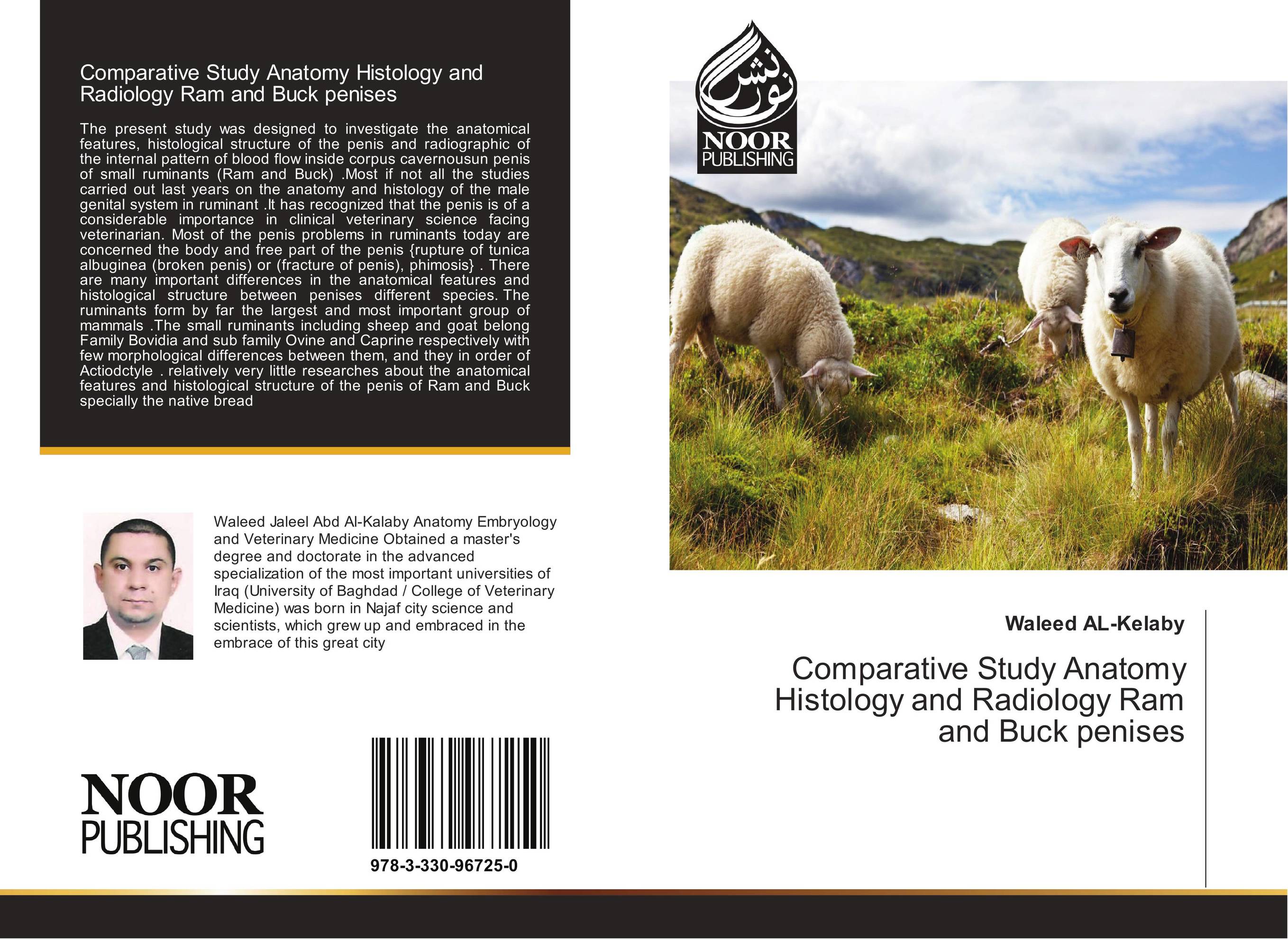 Comparative Study Anatomy Histology and Radiology Ram and Buck penises..