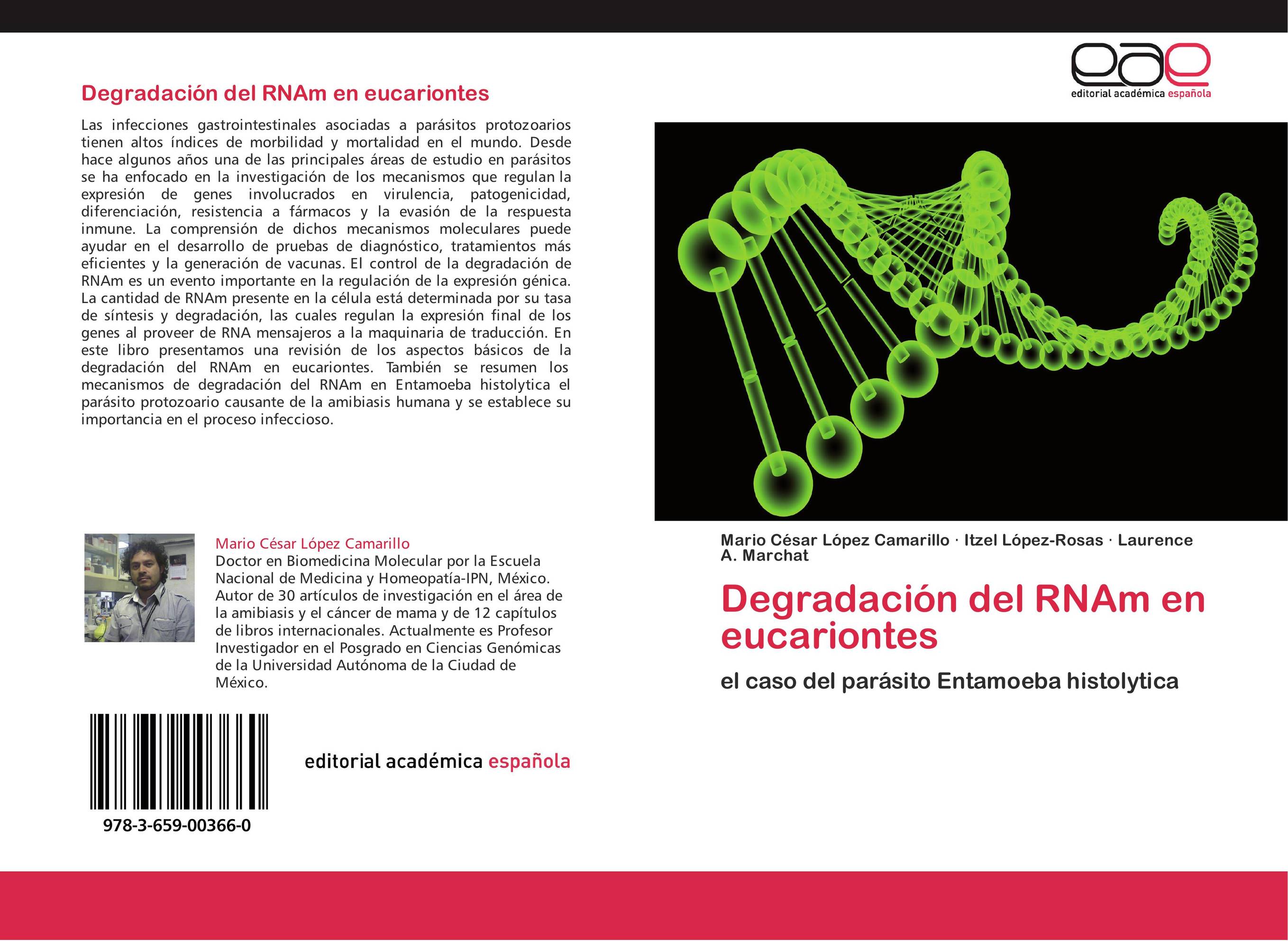 Degradación del RNAm en eucariontes