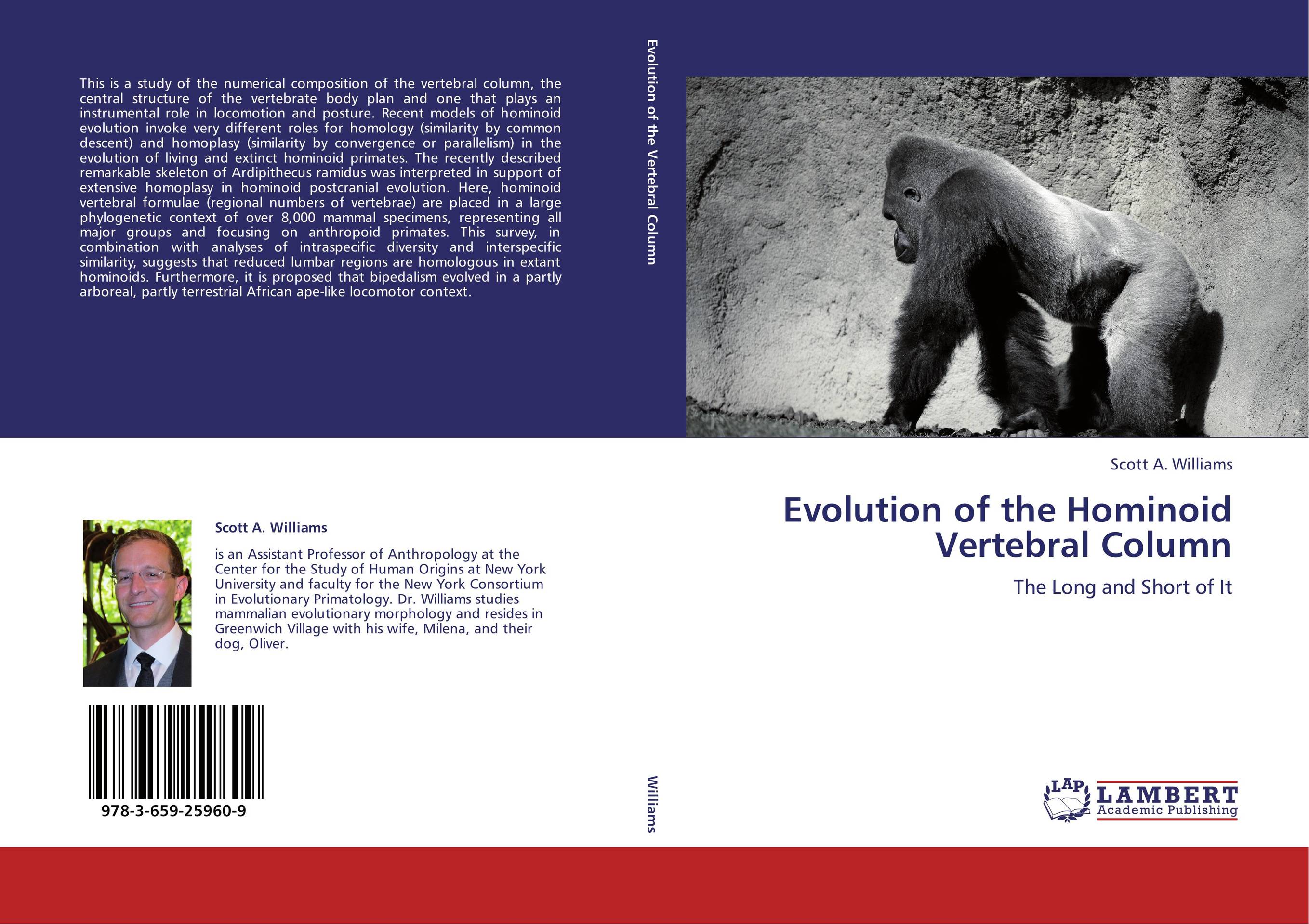 Evolution of the Hominoid Vertebral Column. The Long and Short of It.