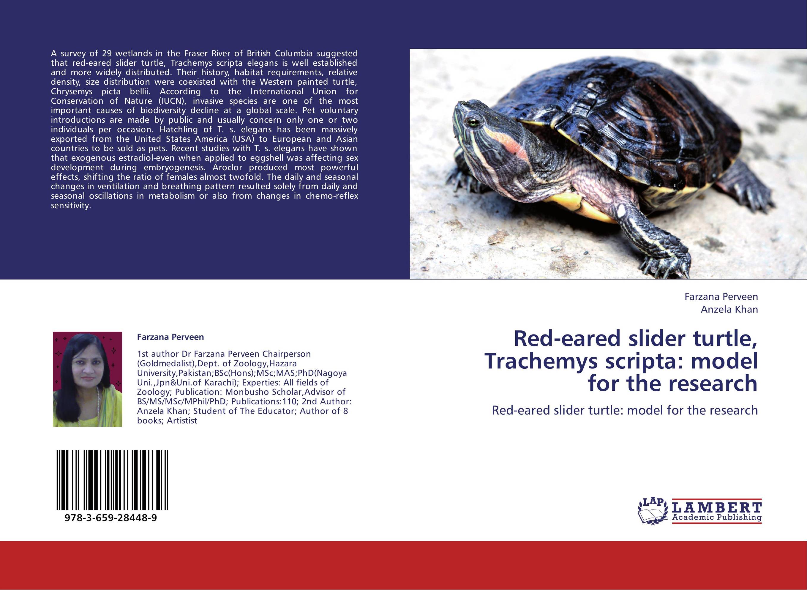 Red-eared slider turtle, Trachemys scripta: model for the research. Red-eared slider turtle: model for the research.