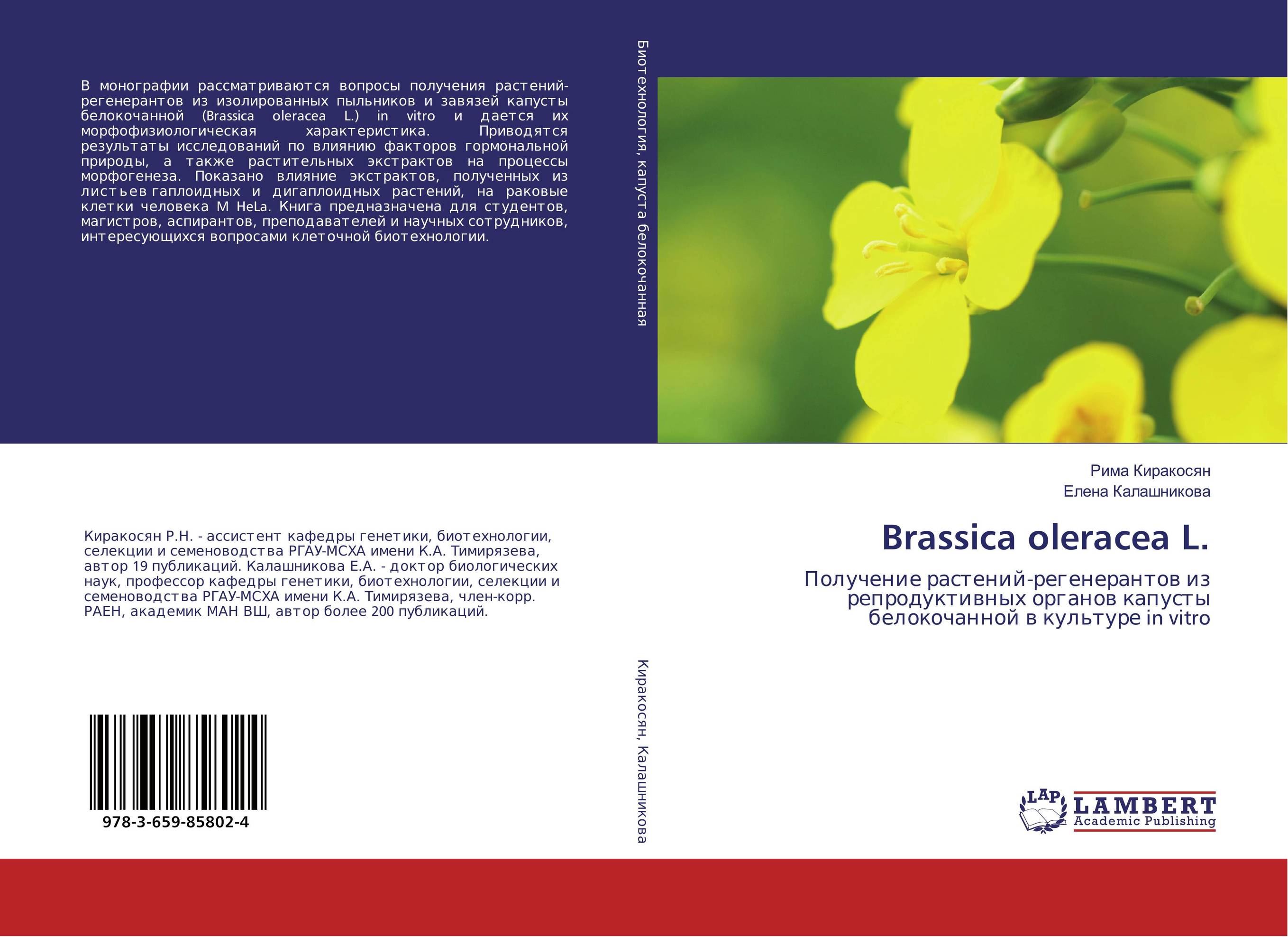 
        Brassica oleracea L.. Получение растений-регенерантов из репродуктивных органов капусты белокочанной в культуре in vitro.
      
