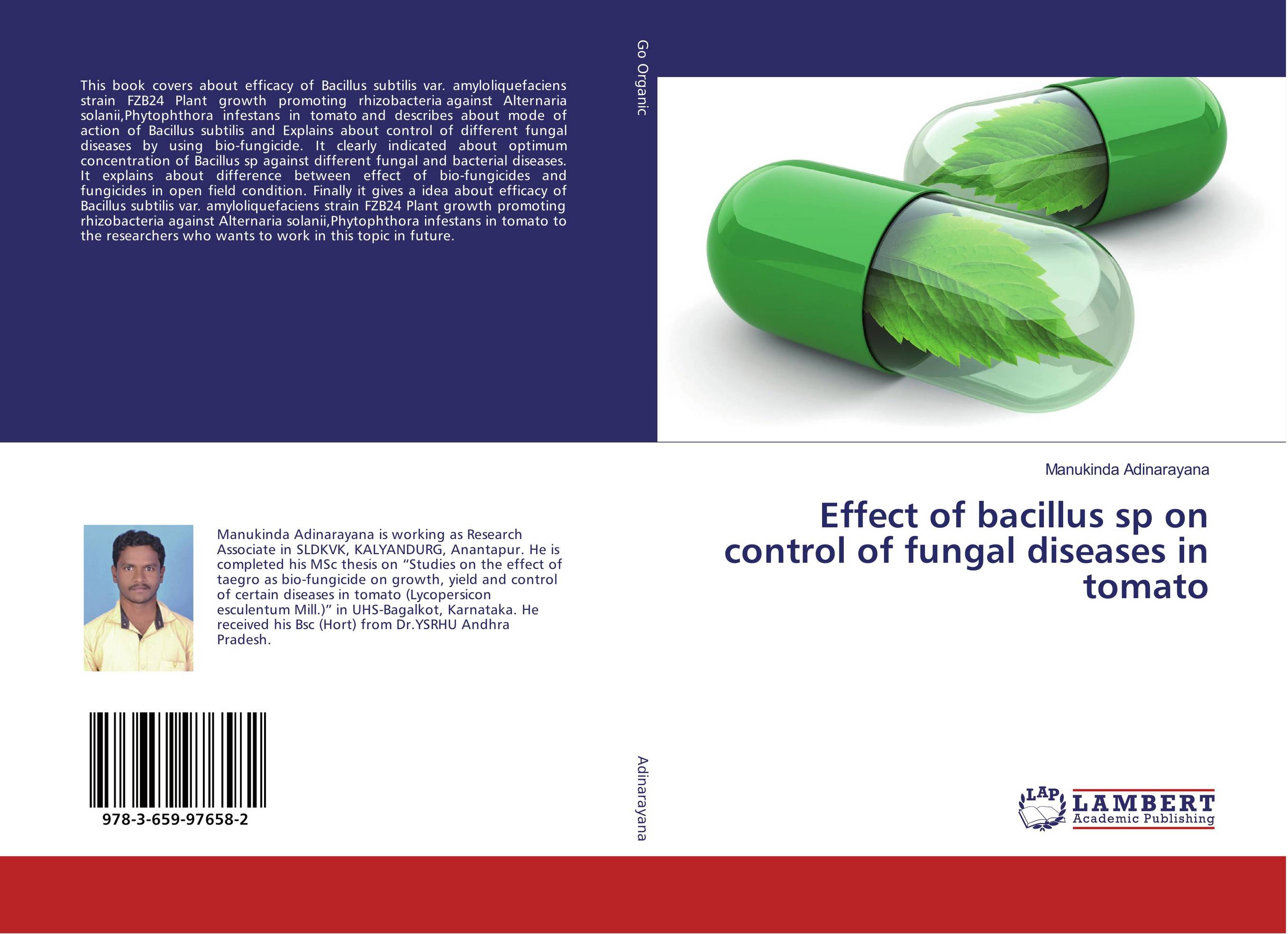 Effect of bacillus sp on control of fungal diseases in tomato..