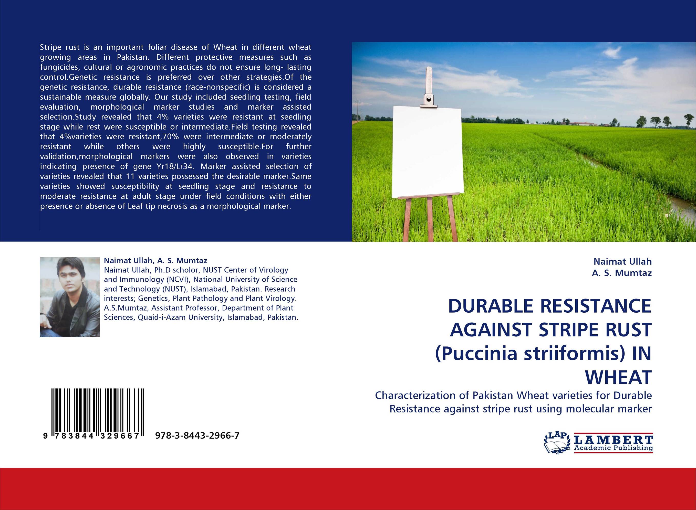 Rust resistance genes in wheat фото 94