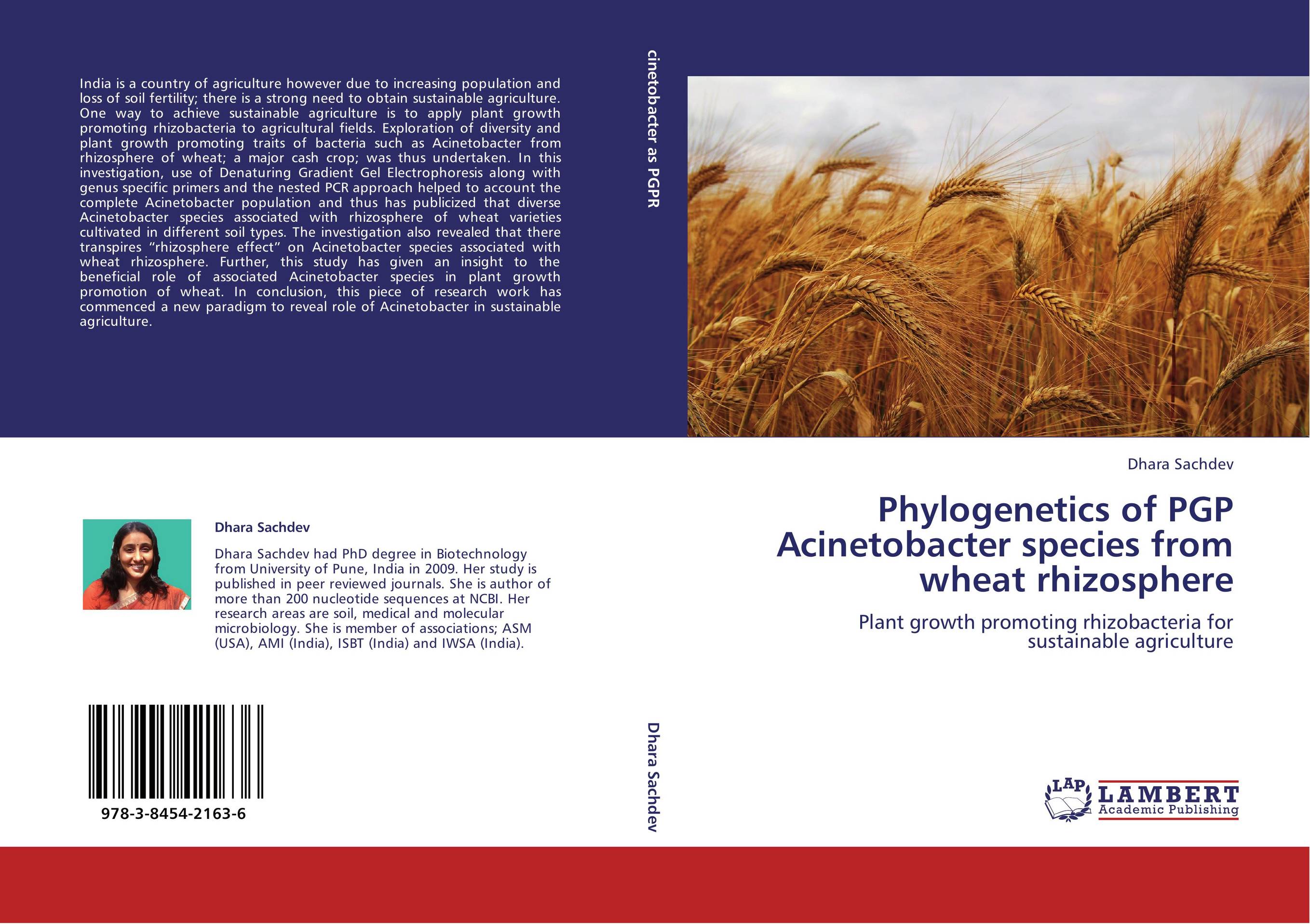 Phylogenetics of PGP Acinetobacter species from wheat rhizosphere. Plant growth promoting rhizobacteria for sustainable agriculture.