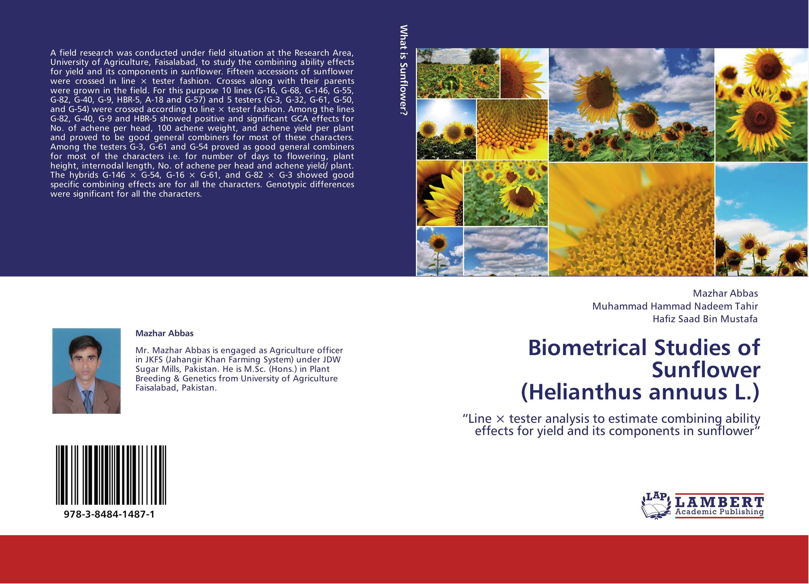 Biometrical Studies of Sunflower  (Helianthus annuus L.). “Line ? tester analysis to estimate combining ability effects for yield and its components in sunflower”.