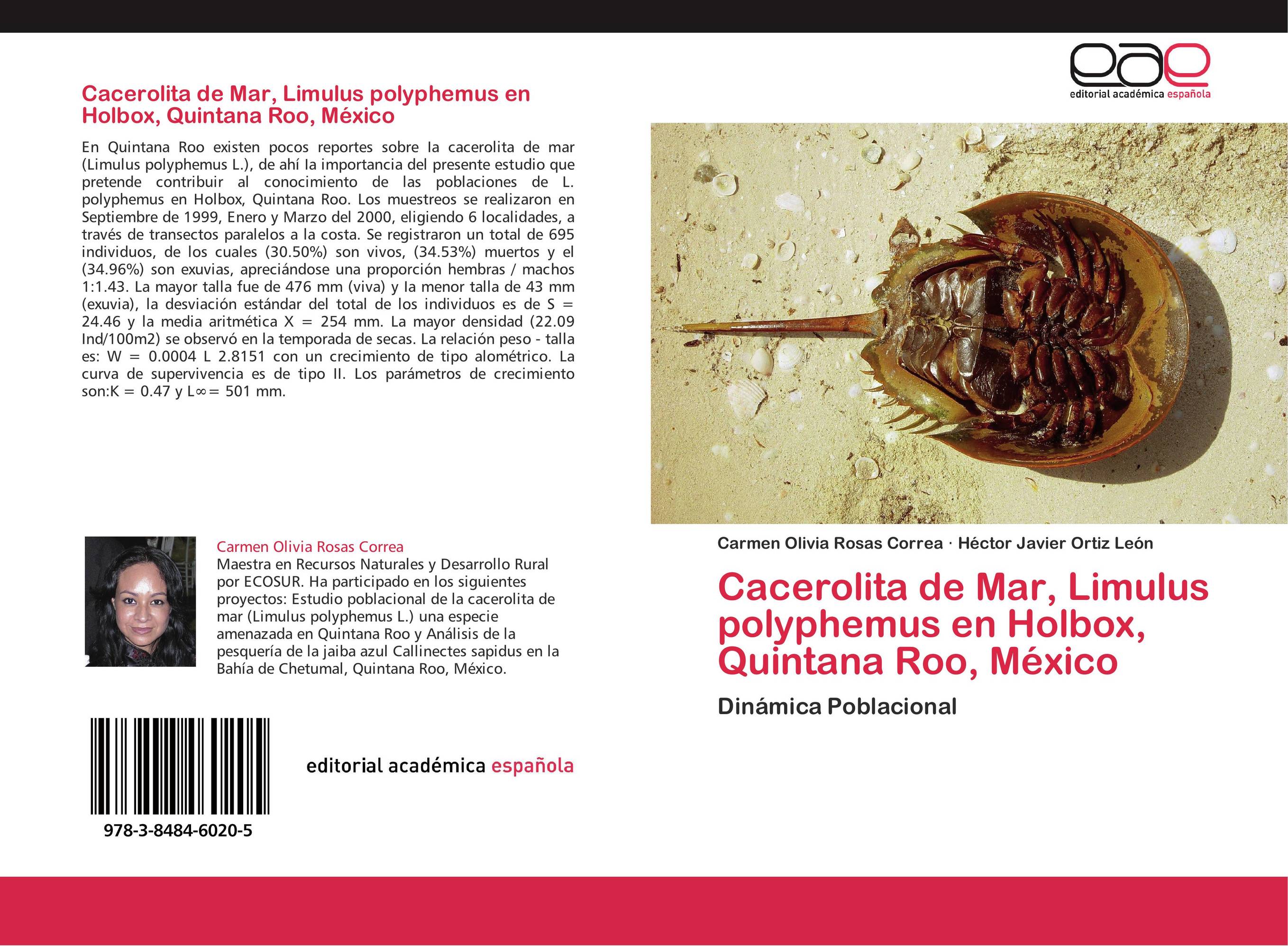 Cacerolita de Mar, Limulus polyphemus en Holbox, Quintana Roo, México