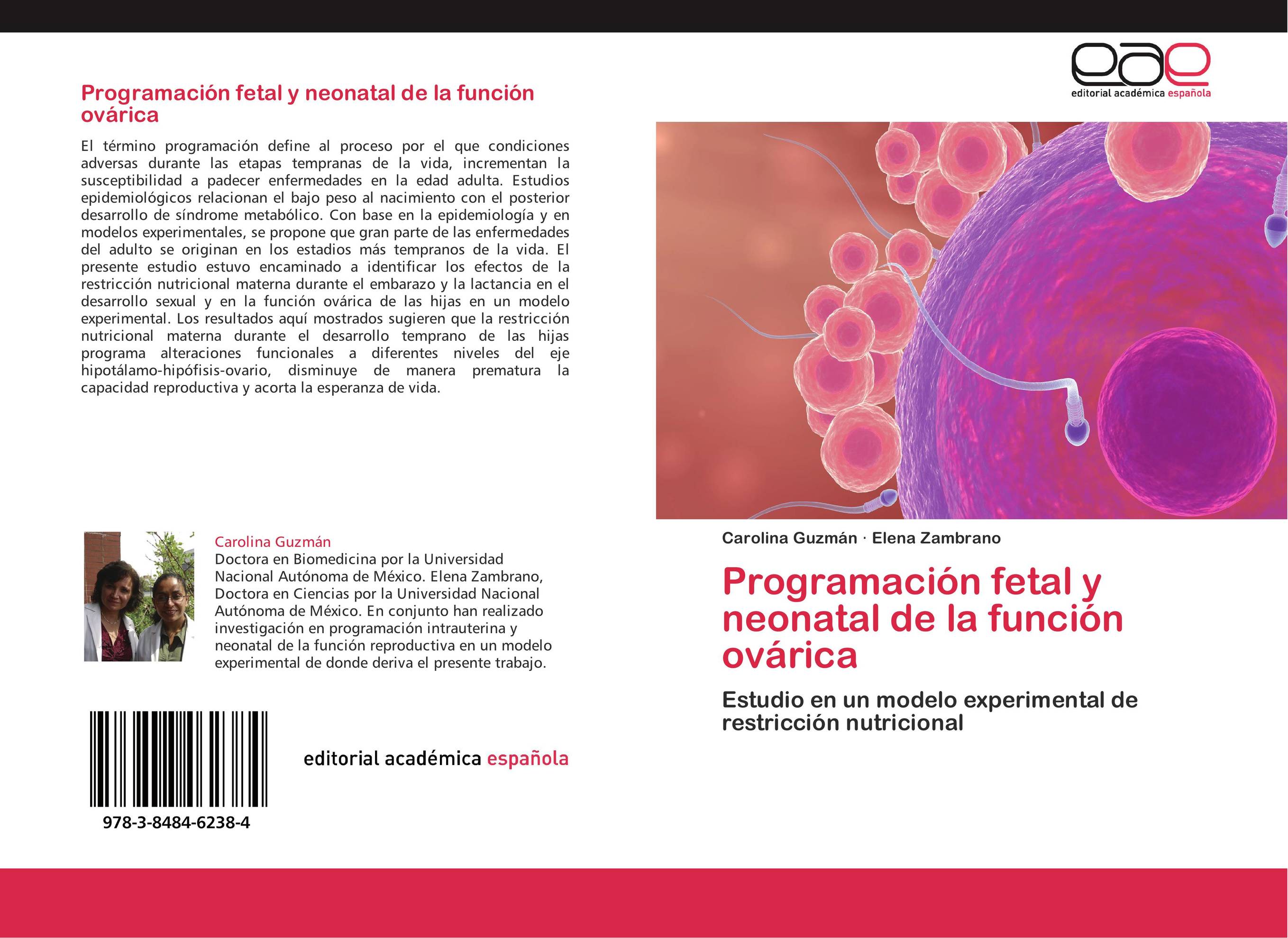 Programación fetal y neonatal de la función ovárica