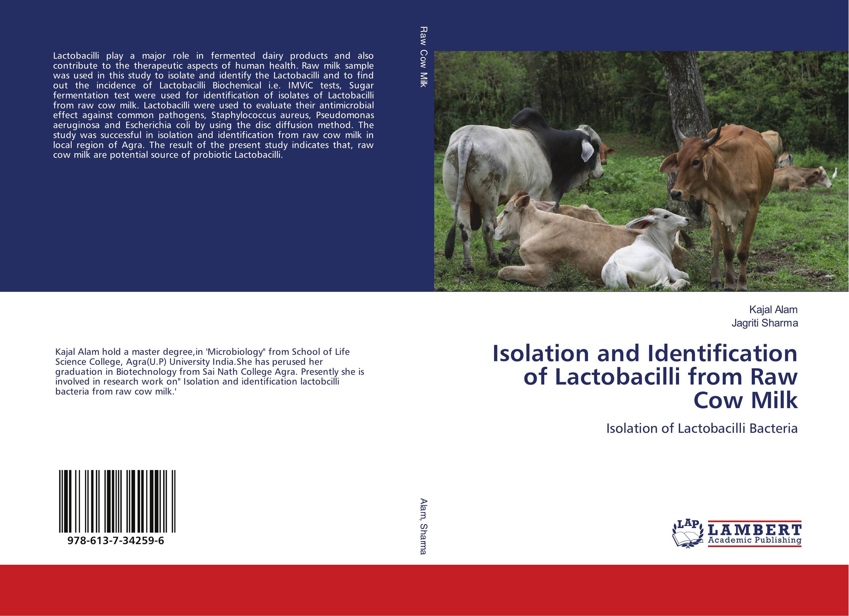 Isolation and Identification of Lactobacilli from Raw Cow Milk. Isolation of Lactobacilli Bacteria.