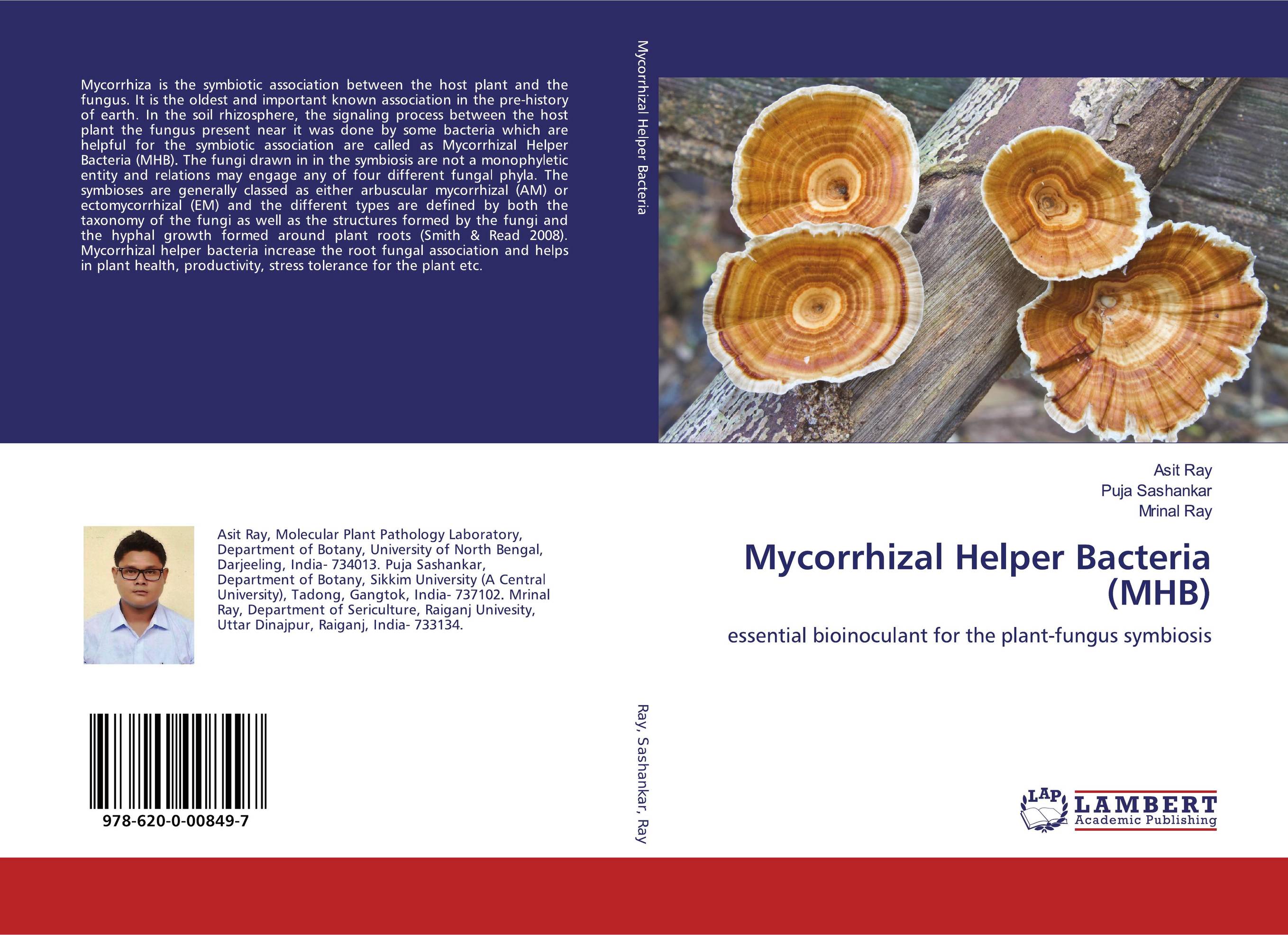 Mycorrhizal Helper Bacteria (MHB). Essential bioinoculant for the plant-fungus symbiosis.