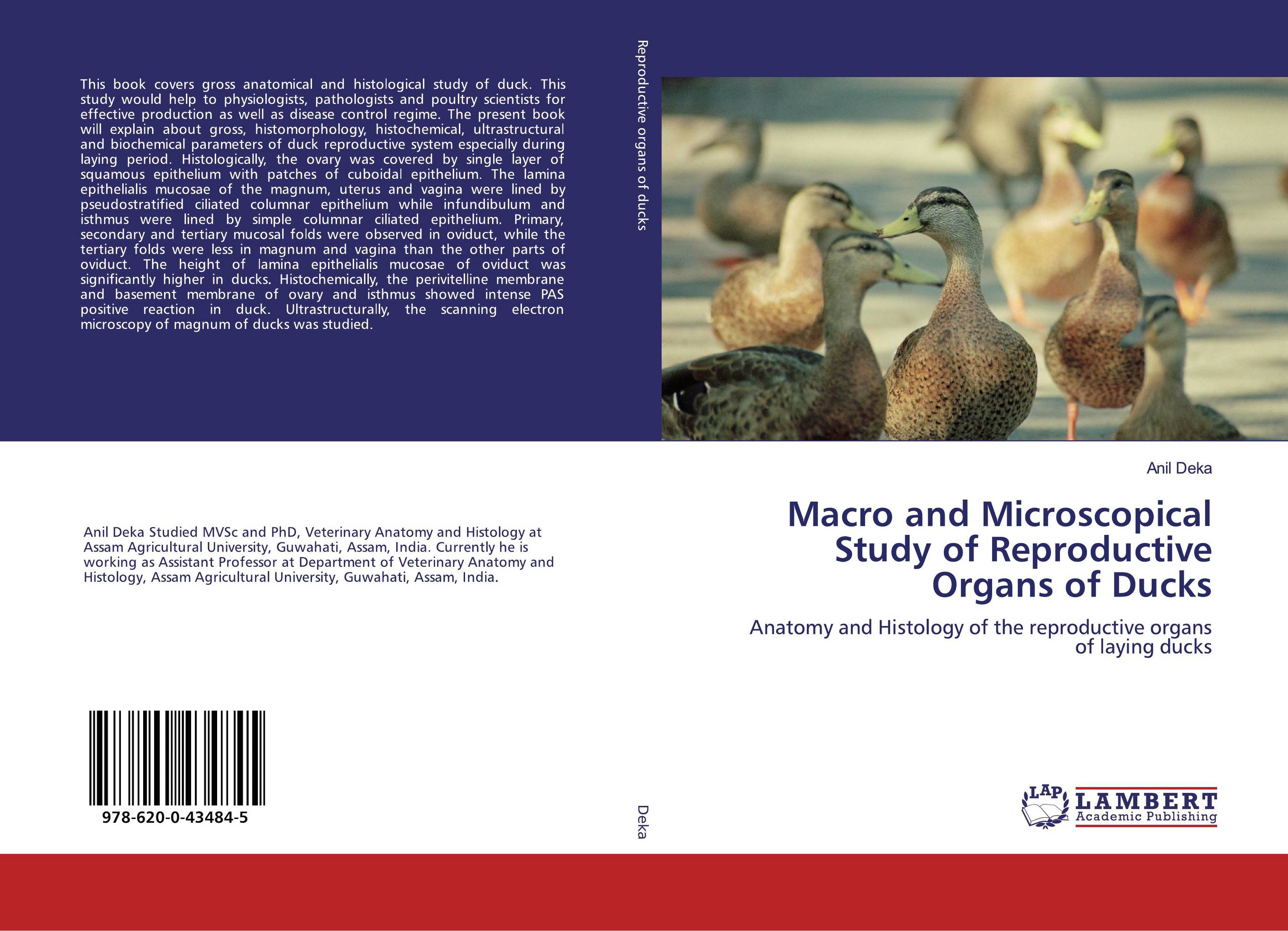 Macro and Microscopical Study of Reproductive Organs of Ducks. Anatomy and Histology of the reproductive organs of laying ducks.