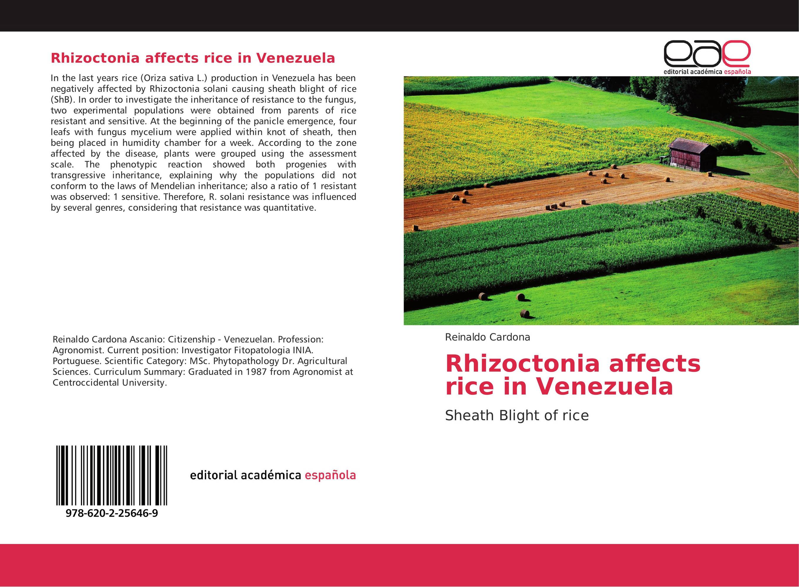 Rhizoctonia affects rice in Venezuela. Sheath Blight of rice.